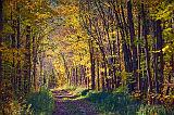 Autumn Trail_17538